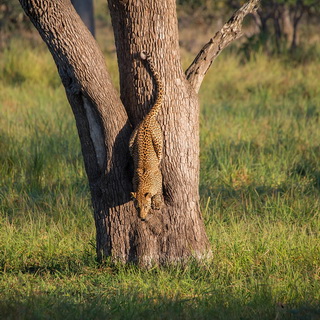 South Luangwa - Leopard in tree